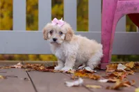 Honey, a female Cavachon for sale in Baltic, OH – 2 of 7