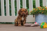 Milo, a male Cocker Spaniel for sale in Baltic, OH – 6 of 8