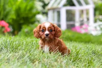 Ollie, a male Cavalier King Charles Spaniel for sale in Baltic, OH – 6 of 9