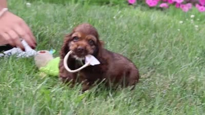 Sadie, a female Cocker Spaniel for sale in Baltic, OH – 6 of 6