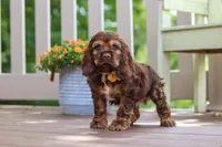 Nash, a male Cocker Spaniel for sale in Baltic, OH – 4 of 6