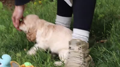 Clark, a male Cocker Spaniel for sale in Baltic, OH – 7 of 7