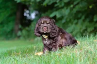 Lincoln, a male Cocker Spaniel for sale in Baltic, OH – 5 of 6