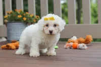 Clover, a female Bichon Frise for sale in Baltic, OH – 5 of 5