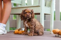 Milo, a male Cocker Spaniel for sale in Baltic, OH – 7 of 8
