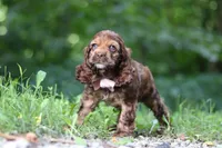 Sadie, a female Cocker Spaniel for sale in Baltic, OH – 3 of 6