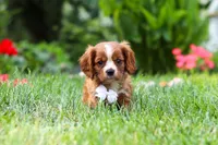 Charlie, a male Cavalier King Charles Spaniel for sale in Baltic, OH – 1 of 8