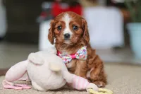 Abby, a female Cavalier King Charles Spaniel for sale in Baltic, OH – Photo 1 of 6