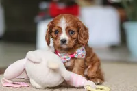 Abby, a female Cavalier King Charles Spaniel for sale in Baltic, OH – Photo 5 of 6