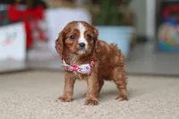 Abby, a female Cavalier King Charles Spaniel for sale in Baltic, OH – Photo 6 of 6