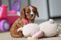 Abby, a female Cavalier King Charles Spaniel for sale in Baltic, OH – Photo 3 of 6