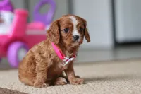 Abby, a female Cavalier King Charles Spaniel for sale in Baltic, OH – Photo 2 of 6