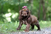Thea, a female Cocker Spaniel for sale in Baltic, OH – 8 of 9