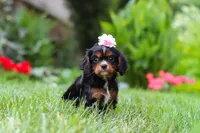 Sophia, a female Cavalier King Charles Spaniel for sale in Baltic, OH – 2 of 7