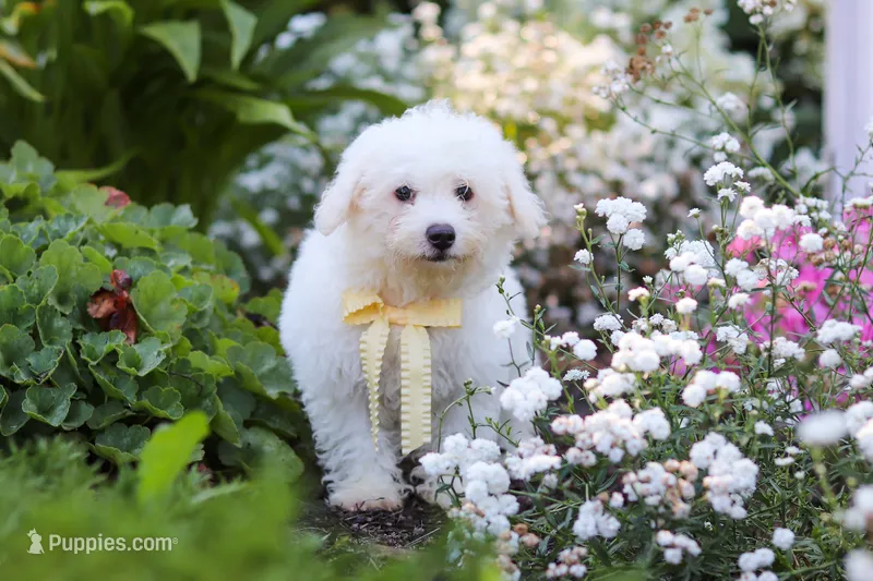 Koda – Bichon Frise puppy for sale in Baltic, OH