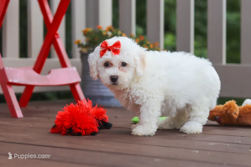 Nala – Bichon Frise puppy for sale in Baltic, OH