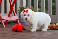 Nala, a female Bichon Frise for sale in Baltic, OH – 1 of 5