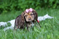 Bella, a female Cocker Spaniel for sale in Baltic, OH – 4 of 5