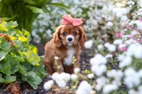 Minnie, a female Cavalier King Charles Spaniel for sale in Baltic, OH – 4 of 9