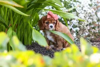 Minnie, a female Cavalier King Charles Spaniel for sale in Baltic, OH – 9 of 9