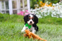 Cooper, a male Cavalier King Charles Spaniel for sale in Baltic, OH – 3 of 8