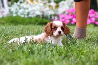 Finley, a female Cavalier King Charles Spaniel for sale in Baltic, OH – 6 of 9