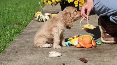 Maverick, a male Cocker Spaniel for sale in Baltic, OH – 6 of 6