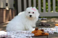 Sunny, a female Bichon Frise for sale in Baltic, OH – 6 of 7