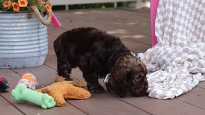 Cody, a male Cocker Spaniel for sale in Baltic, OH – 6 of 6