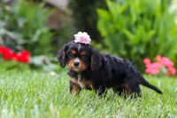 Sophia, a female Cavalier King Charles Spaniel for sale in Baltic, OH – 5 of 7