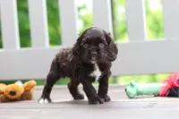 ollie, a male Cocker Spaniel for sale in Baltic, OH – 3 of 5