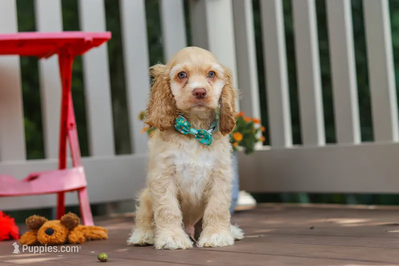 Theo – Cocker Spaniel puppy for sale in Baltic, OH