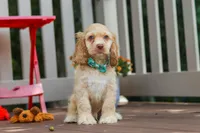 Theo, a male Cocker Spaniel for sale in Baltic, OH – 1 of 5