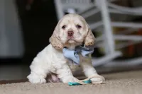Ben, a male Cocker Spaniel for sale in Baltic, OH – Photo 3 of 4