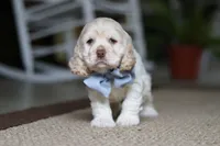 Ben, a male Cocker Spaniel for sale in Baltic, OH – Photo 1 of 4