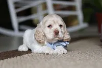 Ben, a male Cocker Spaniel for sale in Baltic, OH – Photo 4 of 4