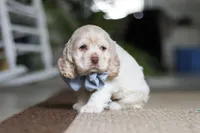 Ben, a male Cocker Spaniel for sale in Baltic, OH – Photo 2 of 4