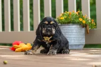 Bentley, a male Cocker Spaniel for sale in Baltic, OH – 5 of 6