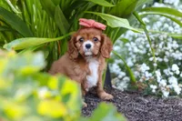 Minnie, a female Cavalier King Charles Spaniel for sale in Baltic, OH – 8 of 9