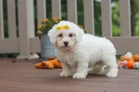 Clover, a female Bichon Frise for sale in Baltic, OH – 2 of 5