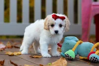 Lily, a female Cavachon for sale in Baltic, OH – 8 of 9