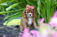 Minnie, a female Cavalier King Charles Spaniel for sale in Baltic, OH – 7 of 9