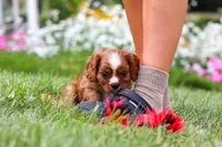 Ollie, a male Cavalier King Charles Spaniel for sale in Baltic, OH – 2 of 9