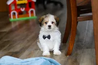 Ian, a male Shichon for sale in Baltic, OH – Photo 3 of 7