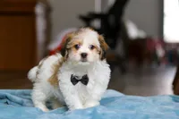 Ian, a male Shichon for sale in Baltic, OH – Photo 4 of 7