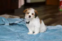 Ian, a male Shichon for sale in Baltic, OH – Photo 6 of 7