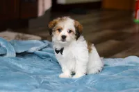 Ian, a male Shichon for sale in Baltic, OH – Photo 7 of 7