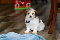 Ian, a male Shichon for sale in Baltic, OH – Photo 2 of 7