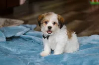 Ian, a male Shichon for sale in Baltic, OH – Photo 5 of 7
