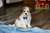 Ian, a male Shichon for sale in Baltic, OH – Photo 1 of 7